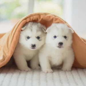 pet accessories Quilting products we can help you manufacture in the UK.